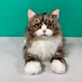 Chongker Norwegian Forest Cat realistic plush