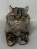 Chongker realistic American tabby longhair cat plush