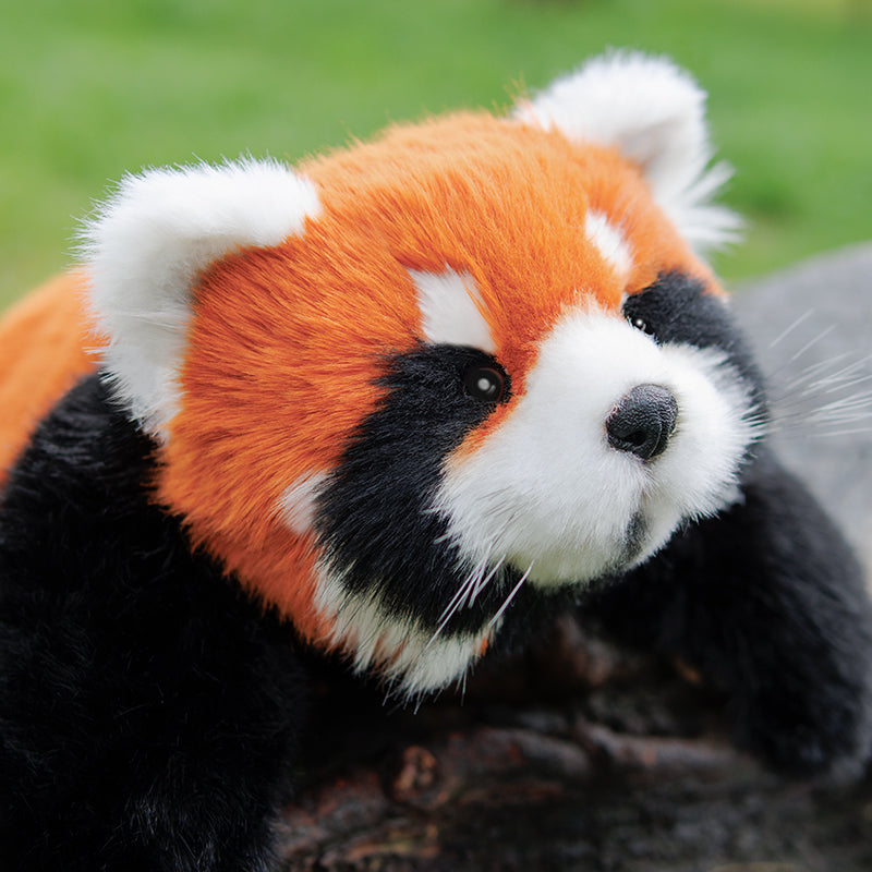 Chongker Red Panda | Weighted & Breathing Plushie Options