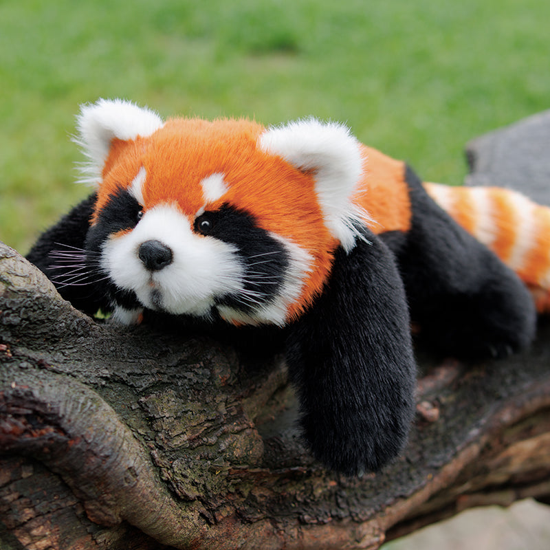 Chongker Red Panda | Weighted & Breathing Plushie Options