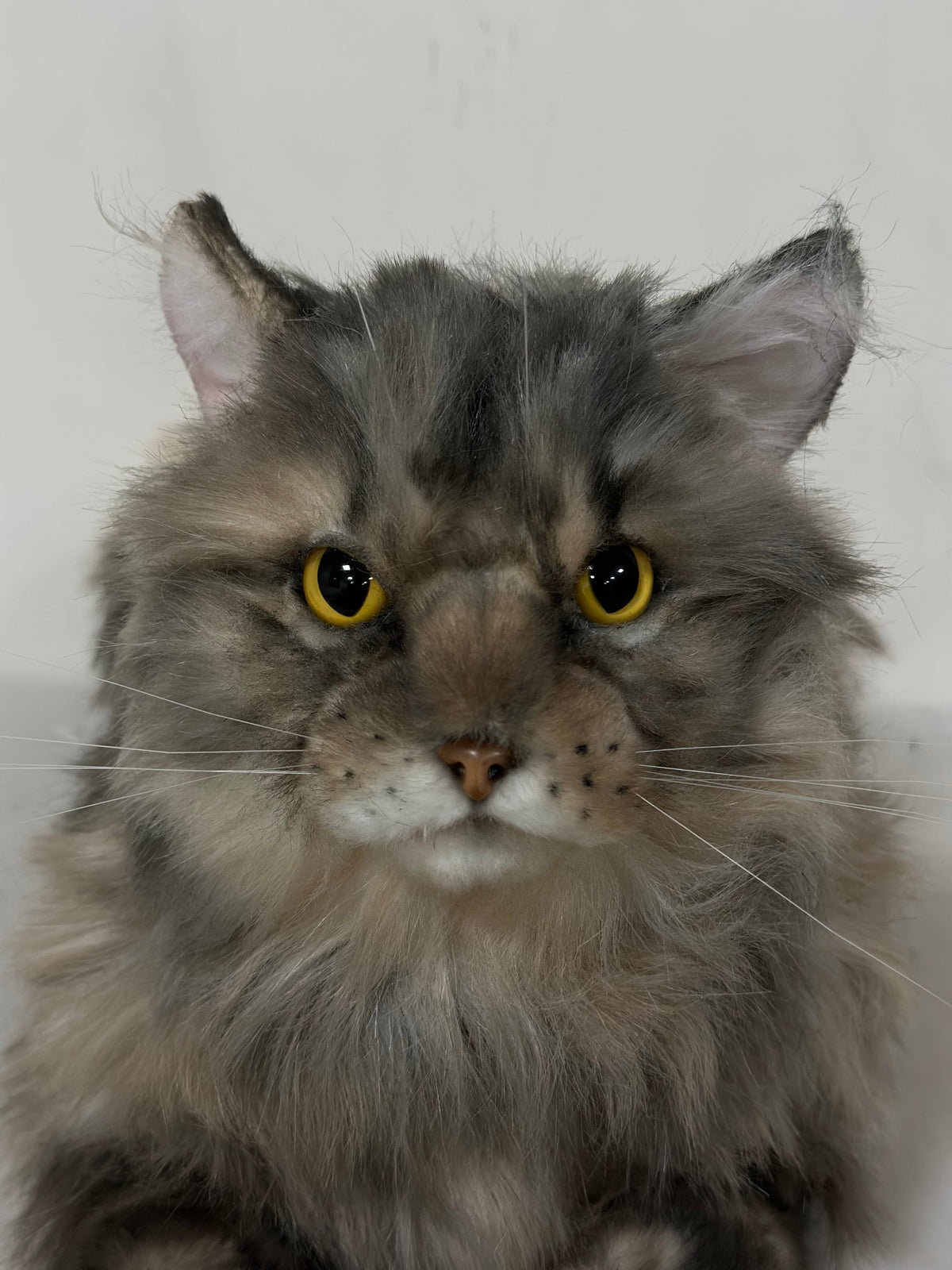 Chongker American Tabby Longhair | Realistic Cat Plushie